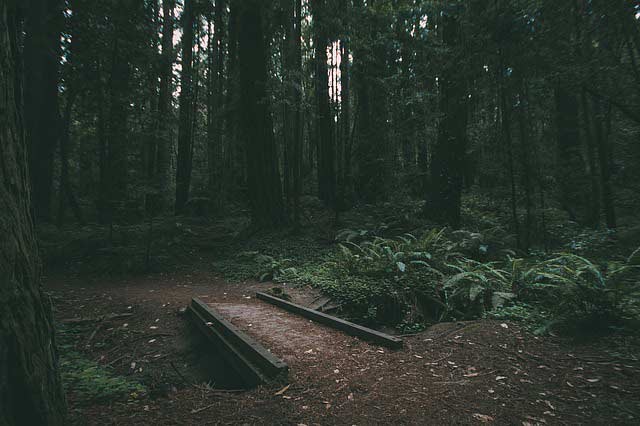 A simple beam bridge in the woods.