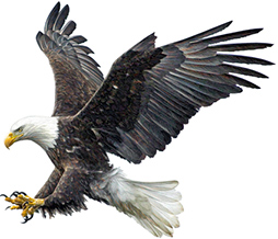 A bald eagle, protected under the Migratory Bird Treaty Act and the Bald and Golden Eagle Protection Act.