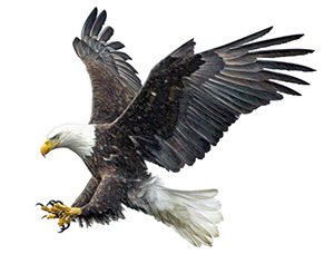 Bald eagle, protected under the migratory bird treaty act and the bland and golden eagle protection act.