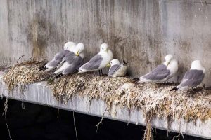 Nesting Seagulls on a concrete structure. Seagulls are protected under the Migratory Bird Treaty Act.