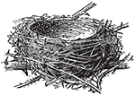 A bird nest
